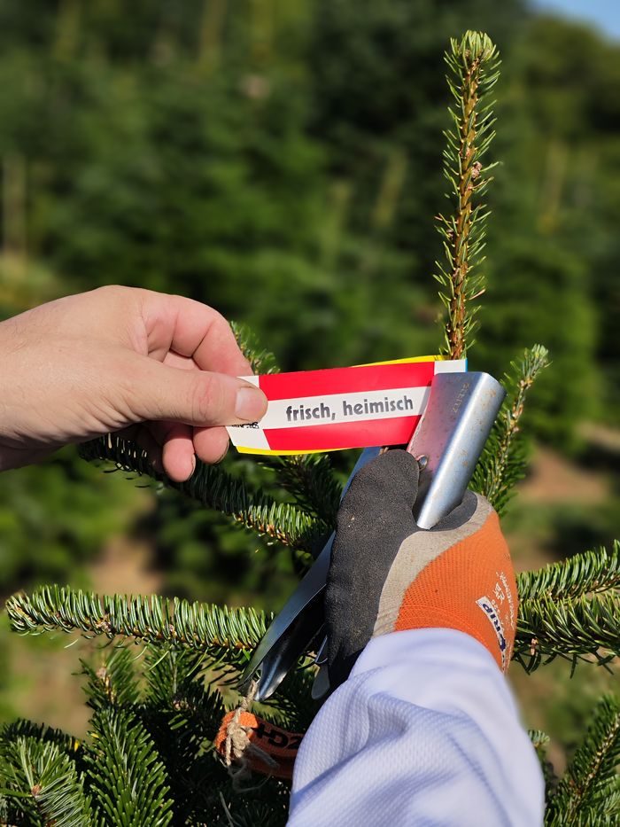 Frisch geschlagener Nordmanntannen-Christbaum aus eigenem Anbau in Trandorf, Niederösterreich